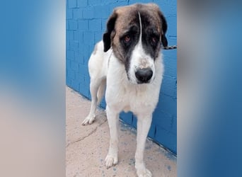 SALSA- Die freundliche und soziale Hündin