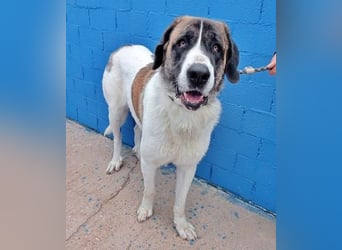 SALSA- Die freundliche und soziale Hündin