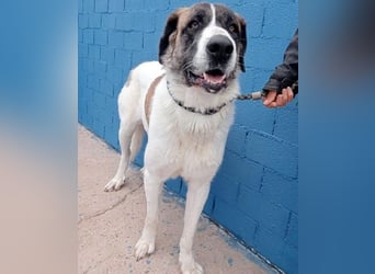 SALSA- Die freundliche und soziale Hündin