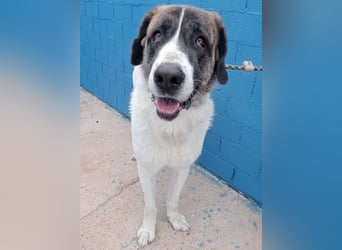 SALSA- Die freundliche und soziale Hündin