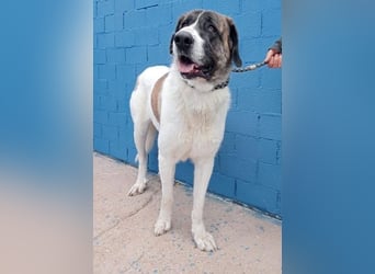 SALSA- Die freundliche und soziale Hündin