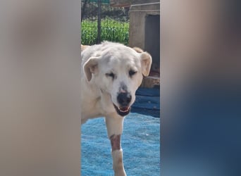 Große Dame, kleines Herzblatt - liebevolle Hündin sucht Heim mit kleinem Hund