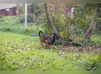 Ferdi – auch mit kleinen Beinen, flink unterwegs!