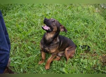 Ferdi – auch mit kleinen Beinen, flink unterwegs!