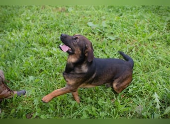 Ferdi – auch mit kleinen Beinen, flink unterwegs!