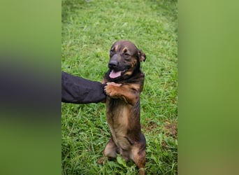 Ferdi – auch mit kleinen Beinen, flink unterwegs!