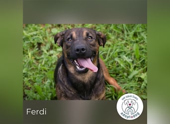 Ferdi – auch mit kleinen Beinen, flink unterwegs!