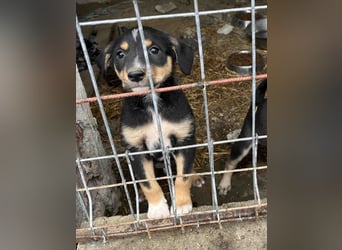 ⭐️LICO⭐️, lustiger Kerl, Rüde, 3 Monate, 18 cm, Mischling, Tierschutz Rumänien