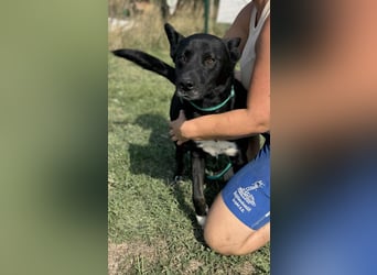 Osiris, geboren 04.02.2023, 57cm sucht sein Für-immer-Zuhause