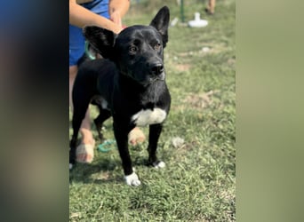 Osiris, geboren 04.02.2023, 57cm sucht sein Für-immer-Zuhause