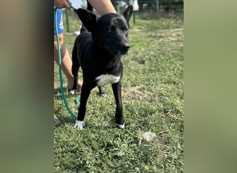 Osiris, geboren 04.02.2023, 57cm sucht sein Für-immer-Zuhause