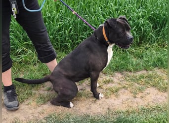 Bonnie, geb. 01.2023, 57cm sucht ihr Zuhause