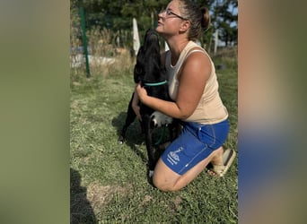 Osiris, geboren 04.02.2023, 57cm sucht sein Für-immer-Zuhause