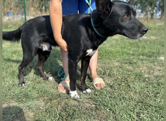 Osiris, geboren 04.02.2023, 57cm sucht sein Für-immer-Zuhause