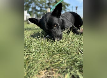 Osiris, geboren 04.02.2023, 57cm sucht sein Für-immer-Zuhause