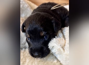 Mini American Shepherd / Mini Aussie Welpen