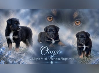Mini American Shepherd / Mini Aussie Welpen