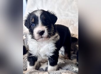 Mini American Shepherd / Mini Aussie Welpen