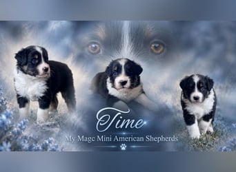 Mini American Shepherd / Mini Aussie Welpen