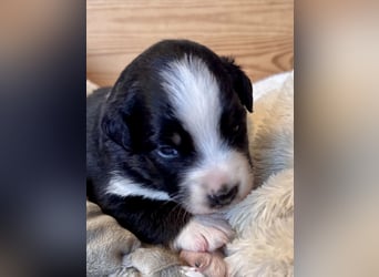 Mini American Shepherd/ Mini Aussie