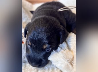 Mini American Shepherd/ Mini Aussie