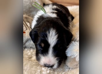 Mini American Shepherd/ Mini Aussie