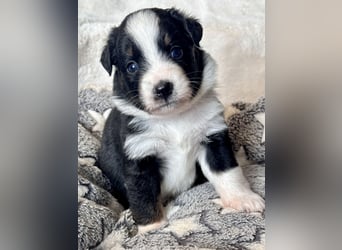 Mini American Shepherd/ Mini Aussie