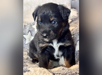 Mini American Shepherd/ Mini Aussie