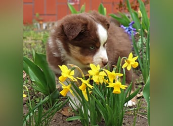 Miniature American Shepherd Welpen mit VDH Papiere