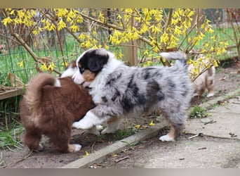 Miniature American Shepherd Welpen mit VDH Papiere