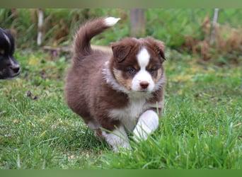 Miniature American Shepherd Welpen mit VDH Papiere
