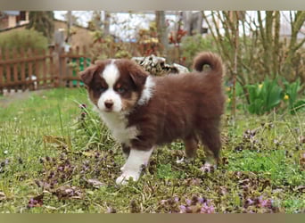 Miniature American Shepherd Welpen mit VDH Papiere