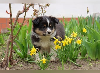 Miniature American Shepherd Welpen mit VDH Papiere