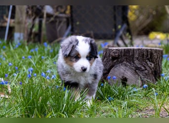 Miniature American Shepherd Welpen mit VDH Papiere