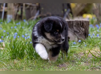 Miniature American Shepherd Welpen mit VDH Papiere
