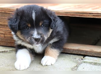 Miniature American Shepherd Welpen mit VDH Papiere