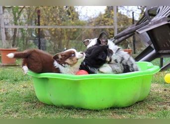 Miniature American Shepherd Welpen mit VDH Papiere