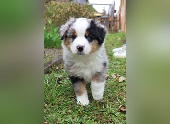 Miniature American Shepherd Welpen mit VDH Papiere