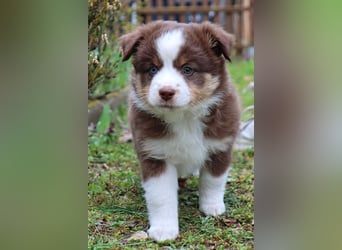 Miniature American Shepherd Welpen mit VDH Papiere