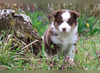 Miniature American Shepherd Welpen mit VDH Papiere