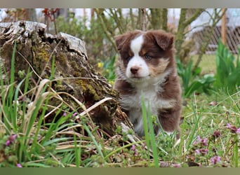 Miniature American Shepherd Welpen mit VDH Papiere
