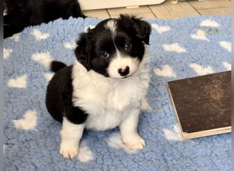 Mini American Shepherd Welpen