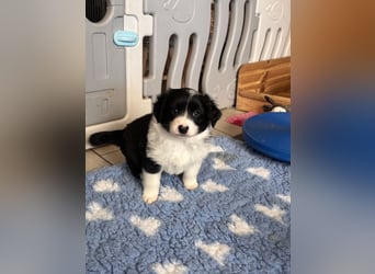Mini American Shepherd Welpen
