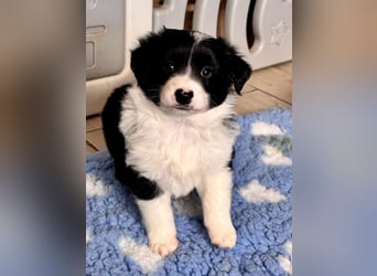 Mini American Shepherd Welpen