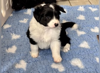 Mini American Shepherd Welpen