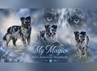 Mini American Shepherd Welpen