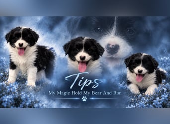 Mini American Shepherd Welpen