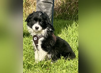 Mini American Shepherd Welpen