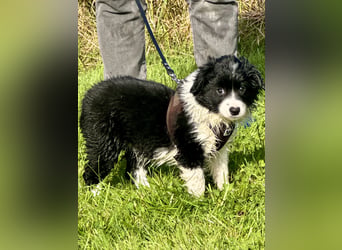 Mini American Shepherd Welpen