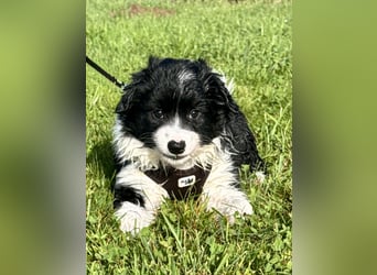 Mini American Shepherd Welpen